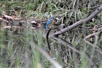 Common Kingfisher 荒川大麻生公園 Tue, 3/31/2020