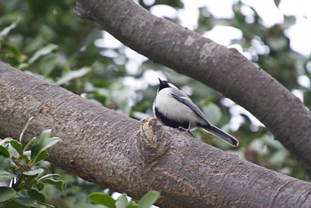 シジュウカラ