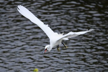 Little Egret 京都市 Sat, 3/7/2020