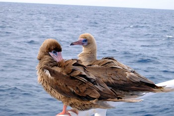 Red-footed Booby Coco Islands Sun, 9/15/2019