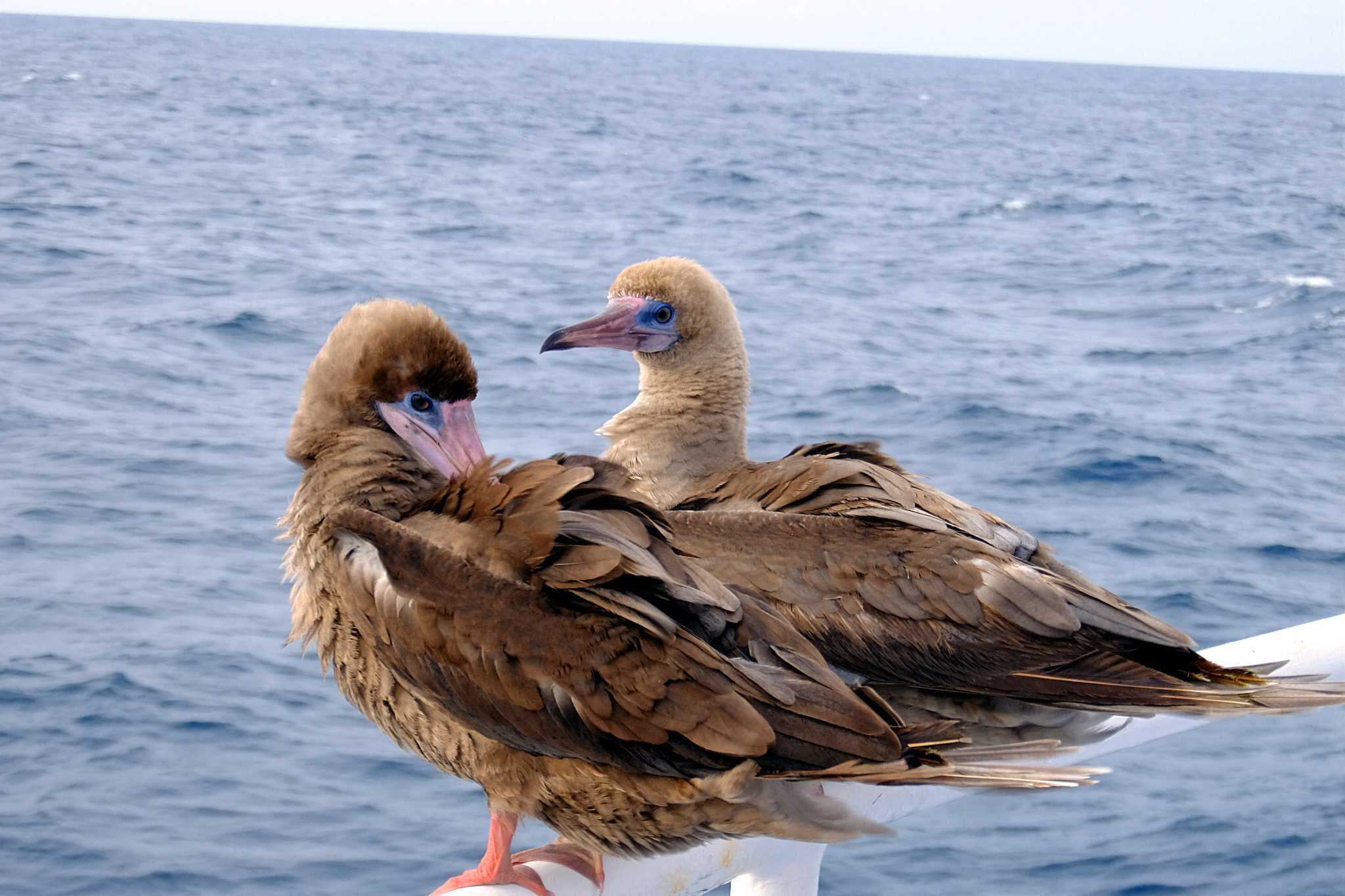 Photo of Red-footed Booby at Coco Islands by とみやん