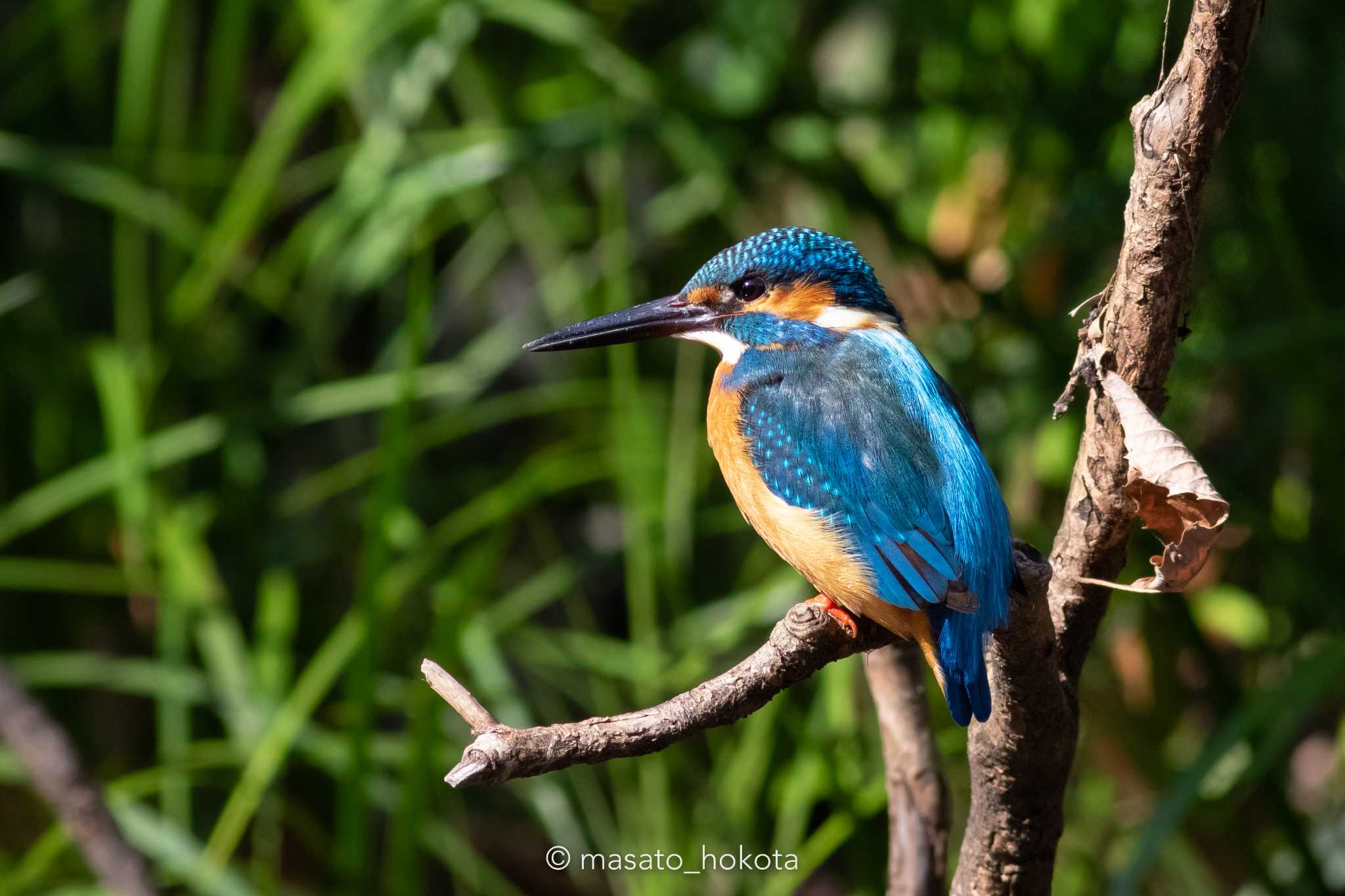 Photo of Common Kingfisher at Higashitakane Forest park by Trio