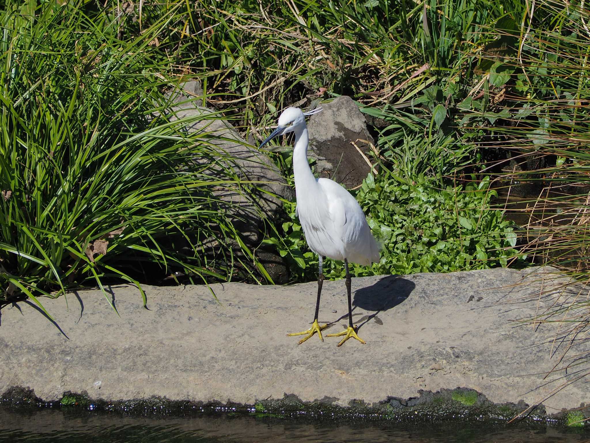 いたち川 コサギの写真 by Tosh@Bird