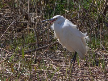 Little Egret 引地川親水公園 Tue, 3/24/2020