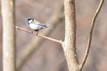 シジュウカラ 関内 2016年3月12日(土)