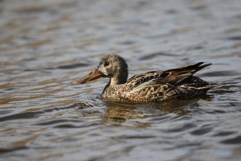 Northern Shoveler Kasai Rinkai Park Unknown Date