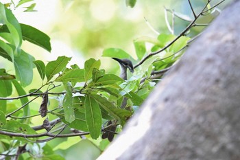 Tawny-breasted Honeyeater Iron Range National Park Tue, 10/15/2019