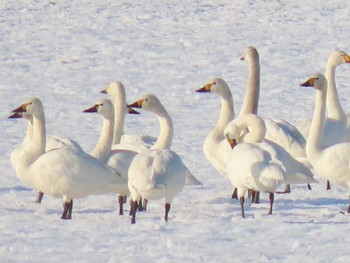 アメリカコハクチョウ 舞鶴遊水地 2020年3月15日(日)