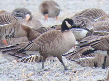 Sun, 3/15/2020 Birding report at 舞鶴遊水地