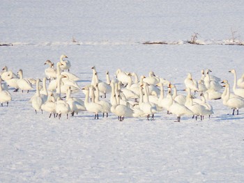 コハクチョウ 舞鶴遊水地 2020年3月15日(日)