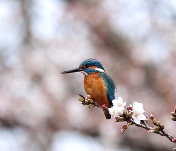 カワセミ 場所が不明 撮影日未設定