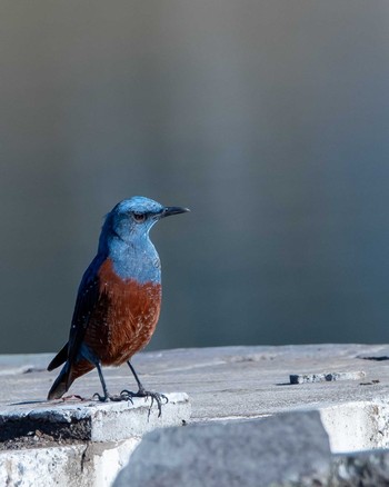 Blue Rock Thrush 宮ケ瀬湖 Sun, 2/23/2020