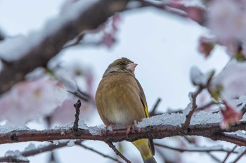 カワラヒワ 大栗川 2020年3月29日(日)