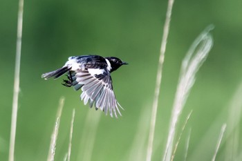 Amur Stonechat 長野県　八島ヶ原湿原 Sat, 7/21/2018