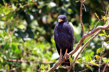 Common Black Hawk