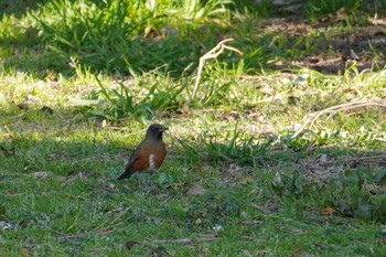 Brown-headed Thrush Kasai Rinkai Park Mon, 2/24/2020