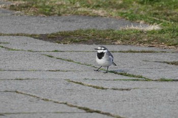 White Wagtail Kasai Rinkai Park Mon, 2/24/2020