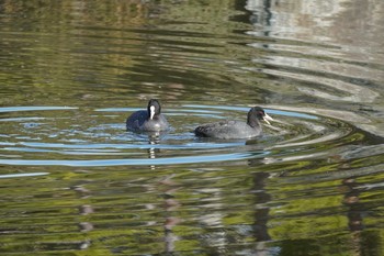 Eurasian Coot Kasai Rinkai Park Mon, 2/24/2020