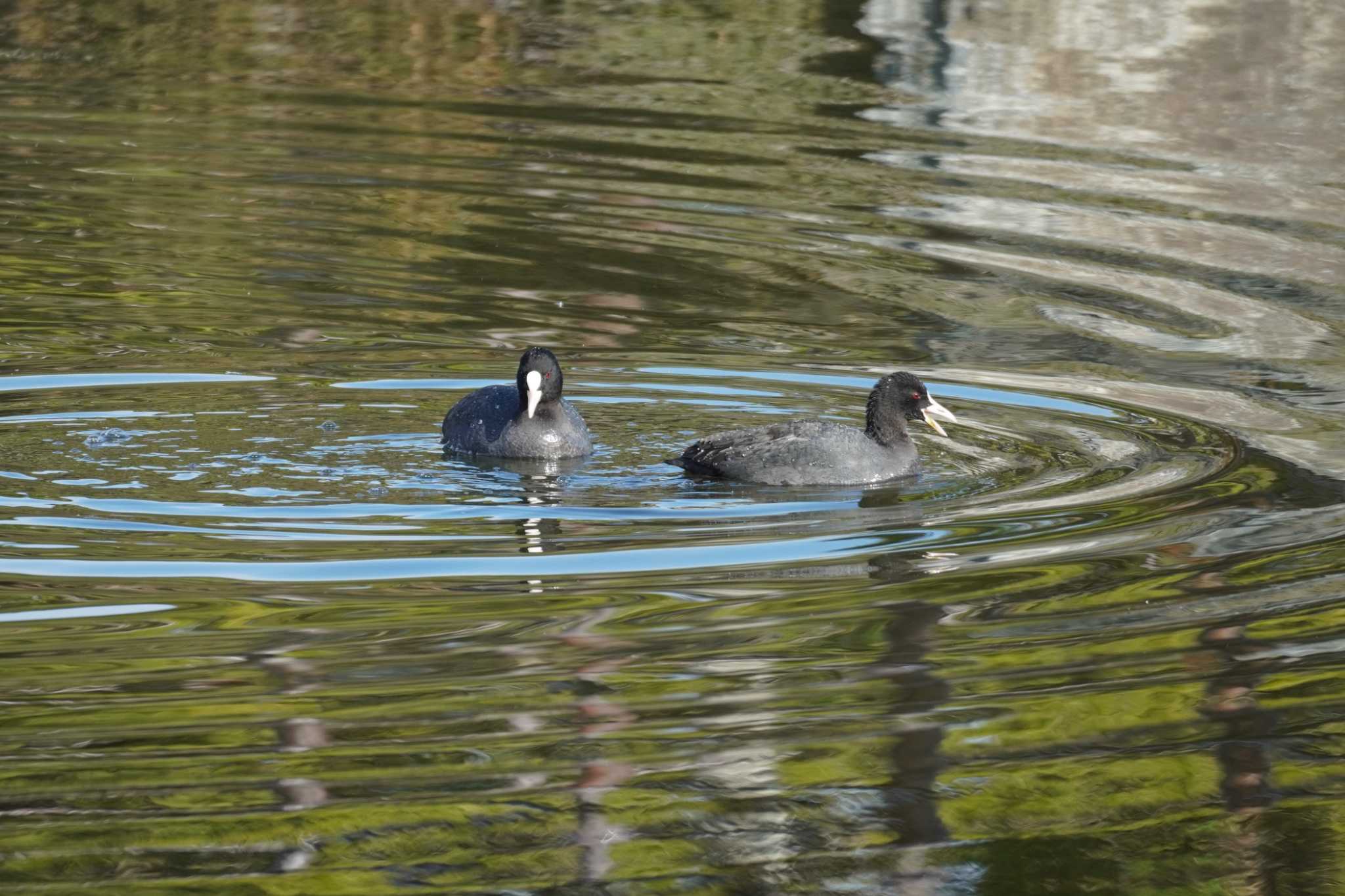 Photo of Eurasian Coot at Kasai Rinkai Park by tori3