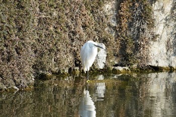 Little Egret Kasai Rinkai Park Mon, 2/24/2020