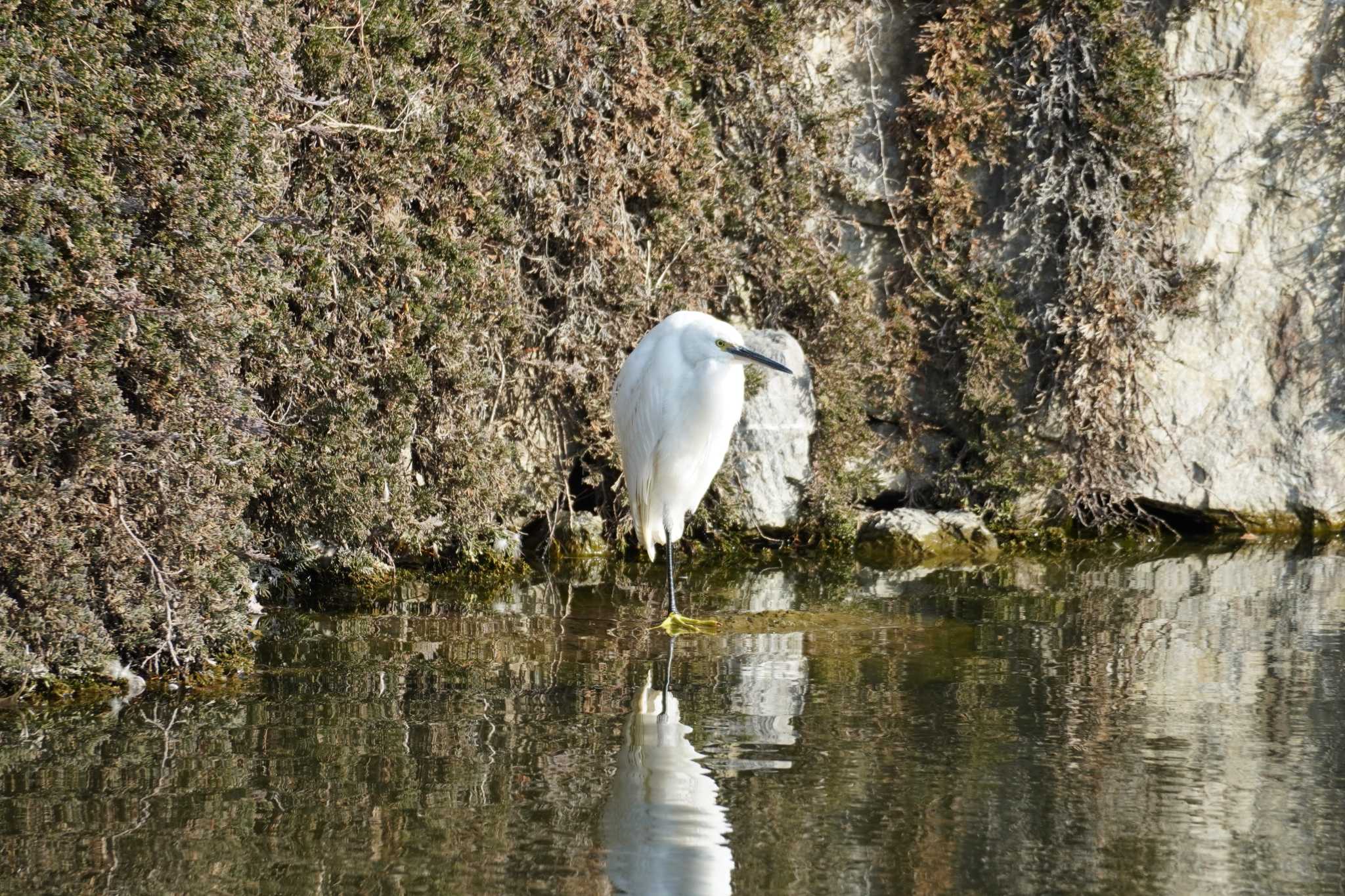 Photo of Little Egret at Kasai Rinkai Park by tori3