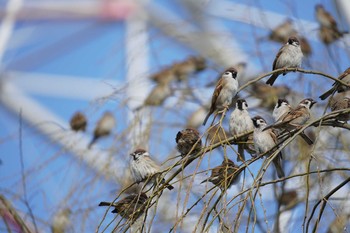 スズメ 葛西臨海公園 2020年2月24日(月)