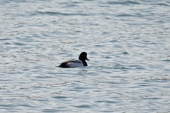 Greater Scaup Kasai Rinkai Park Mon, 2/24/2020