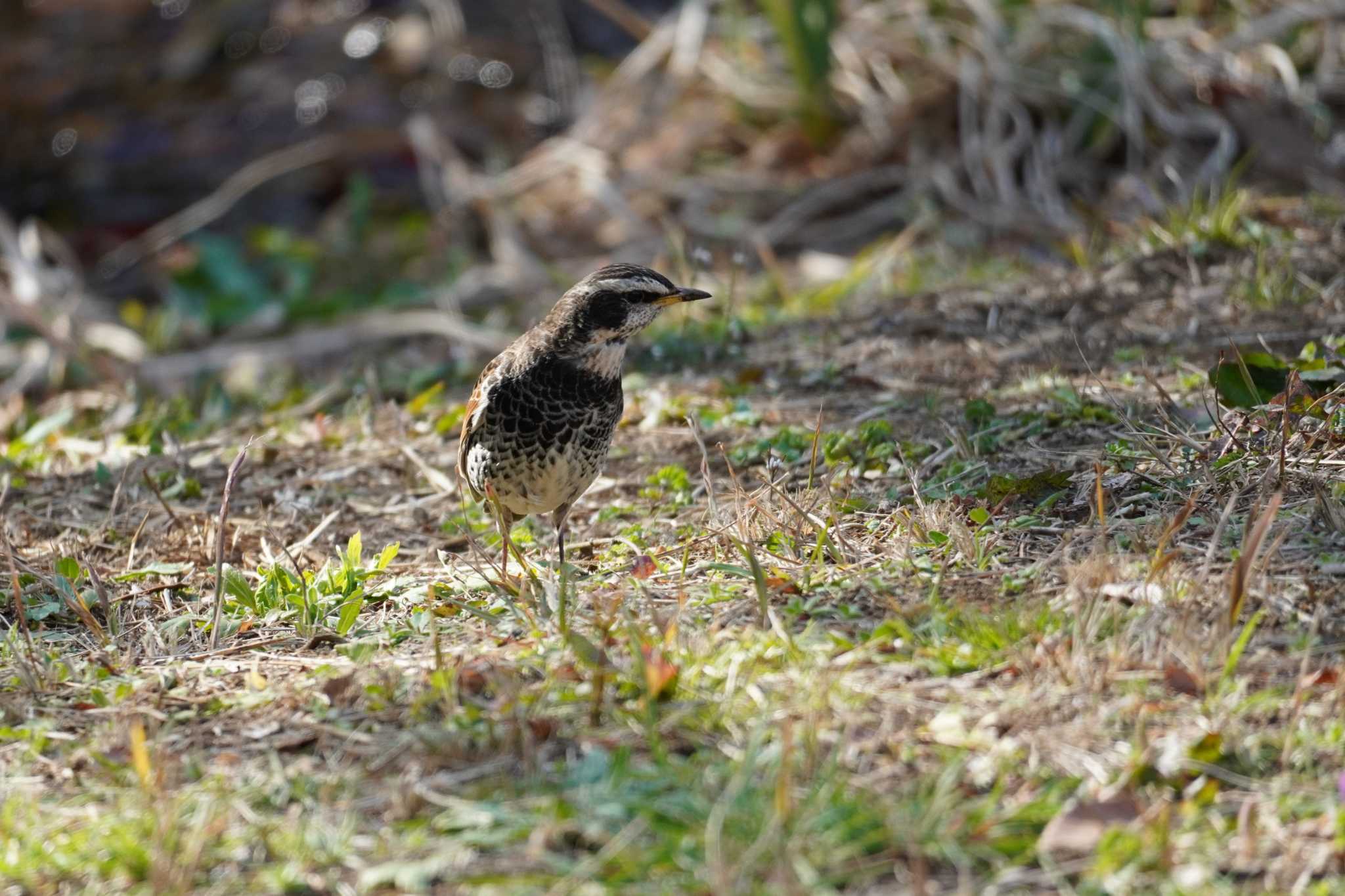 Photo of Dusky Thrush at Kasai Rinkai Park by tori3