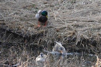 マガモ 葛西臨海公園 2020年2月24日(月)