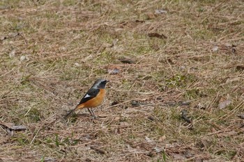 Daurian Redstart Kasai Rinkai Park Mon, 2/24/2020