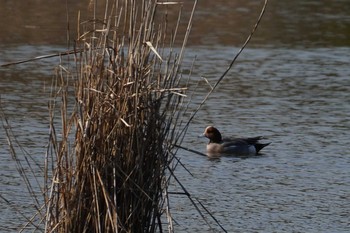 Eurasian Wigeon Kasai Rinkai Park Mon, 2/24/2020