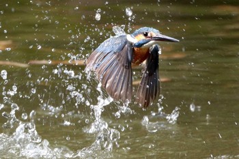 Common Kingfisher 愛知県 知多半島 Sun, 3/29/2020