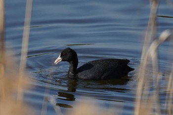 Eurasian Coot Kasai Rinkai Park Mon, 2/24/2020