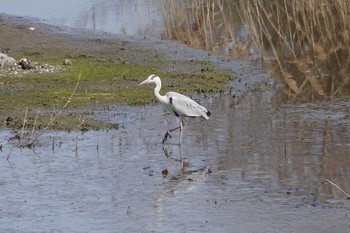 アオサギ 葛西臨海公園 2020年2月24日(月)