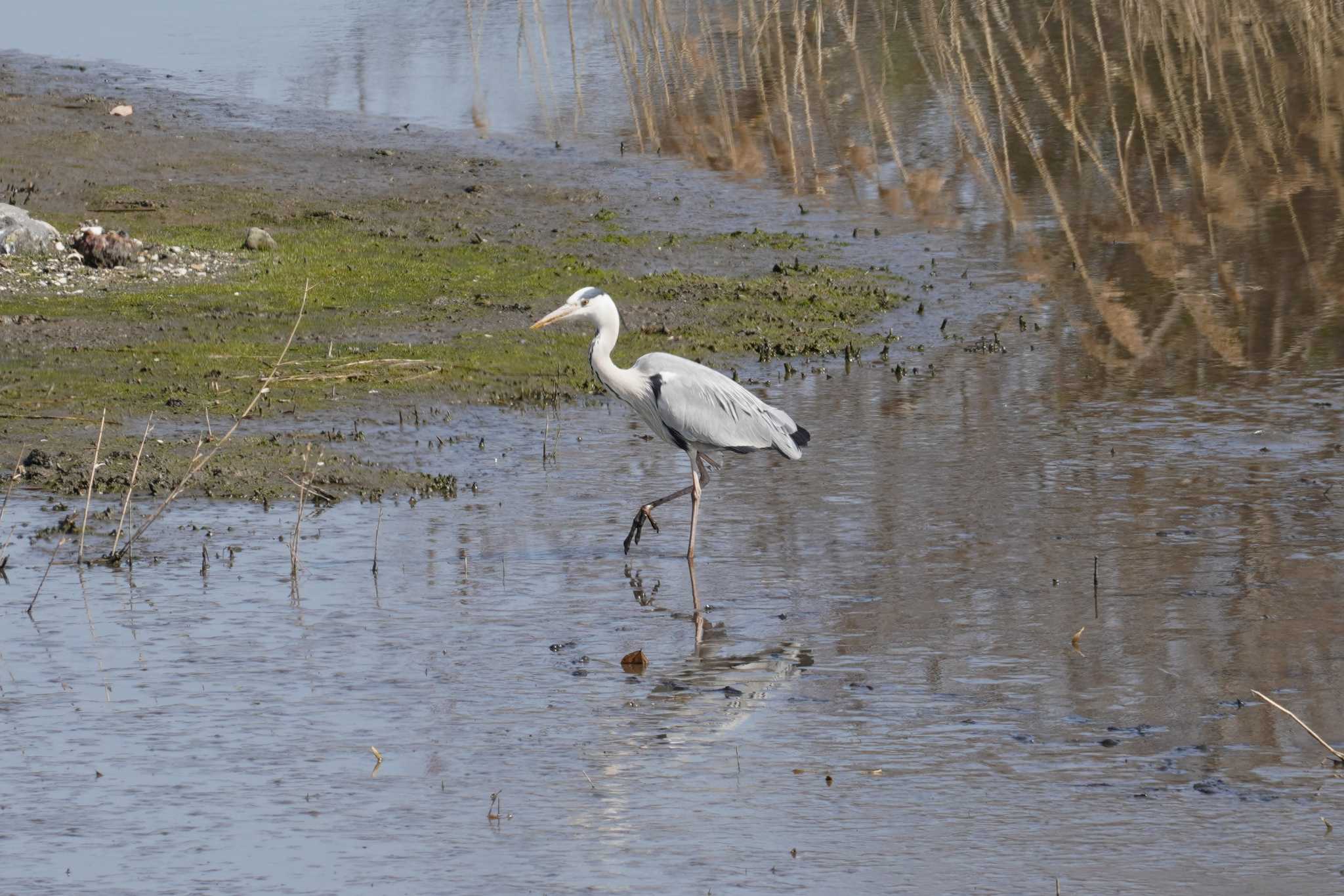 Photo of Grey Heron at Kasai Rinkai Park by tori3