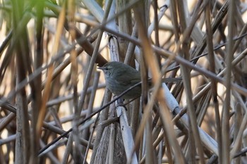 Japanese Bush Warbler Kasai Rinkai Park Mon, 2/24/2020