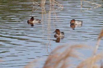 Common Pochard Kasai Rinkai Park Mon, 2/24/2020