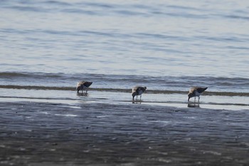 ハマシギ 葛西臨海公園 2020年2月24日(月)