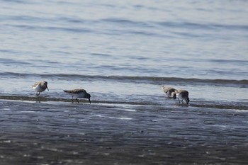 Dunlin Kasai Rinkai Park Mon, 2/24/2020