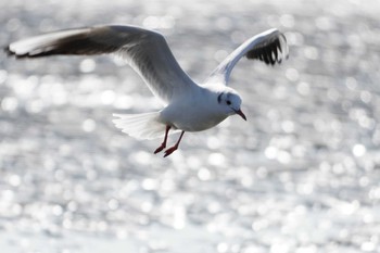 ユリカモメ 葛西臨海公園 2020年2月24日(月)