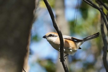 モズ 葛西臨海公園 2020年2月24日(月)