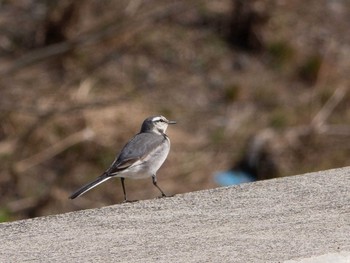 White Wagtail 境川遊水地公園 Wed, 2/19/2020