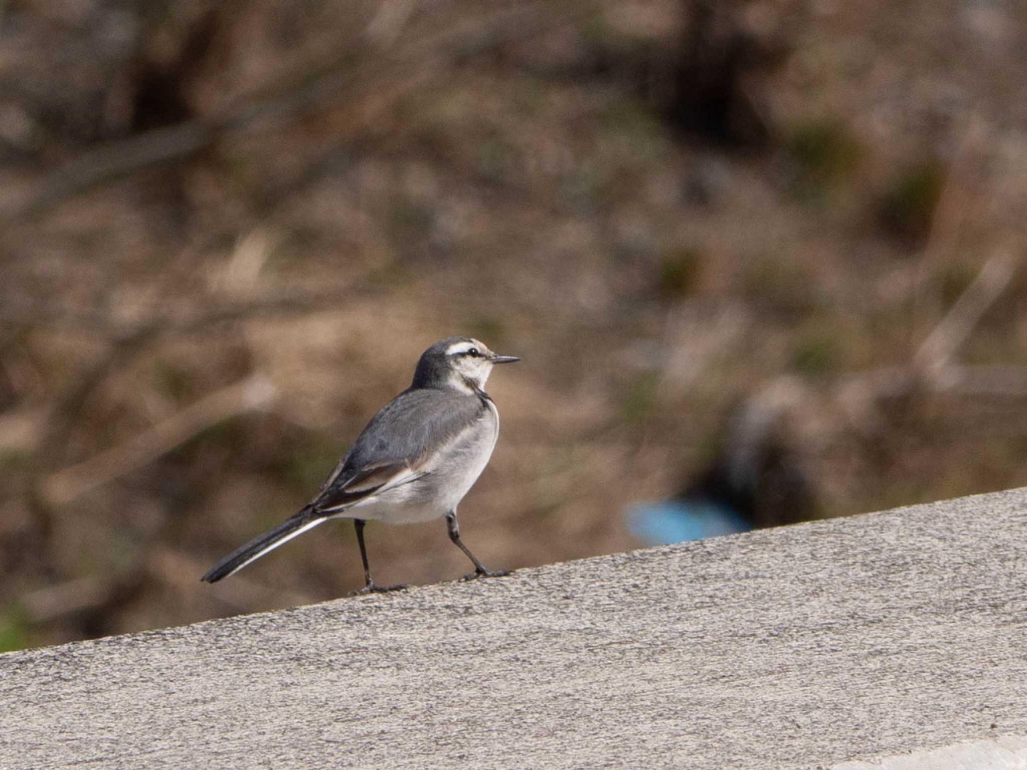 境川遊水地公園 ハクセキレイの写真 by Tosh@Bird