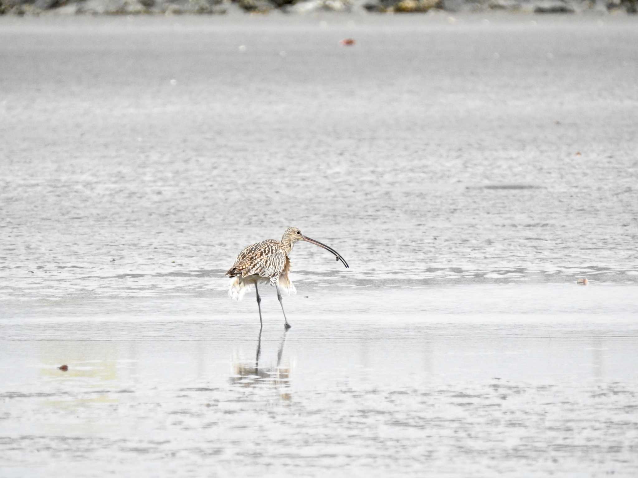 ふなばし三番瀬海浜公園 ダイシャクシギの写真