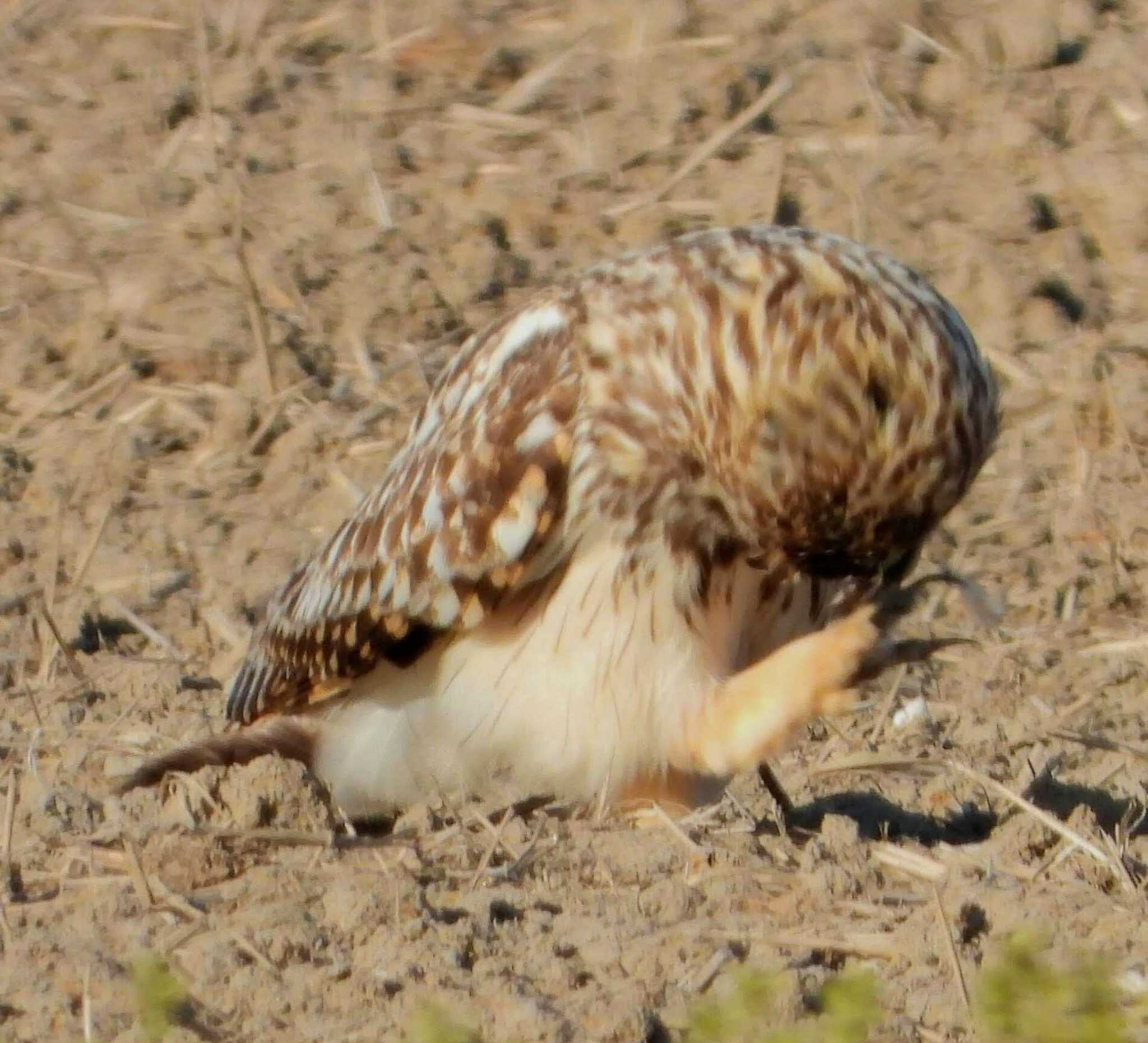  コミミズクの写真