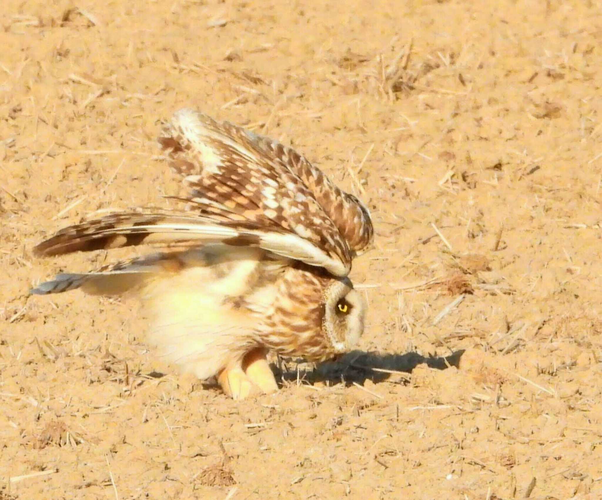  コミミズクの写真