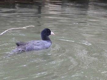 Eurasian Coot 善福寺公園 Tue, 3/31/2020