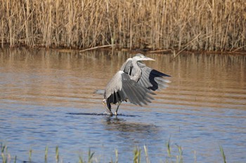 アオサギ 葛西臨海公園 2020年3月12日(木)