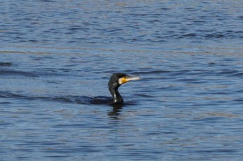 カワウ 葛西臨海公園 2020年3月12日(木)