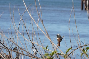 2020年3月12日(木) 葛西臨海公園の野鳥観察記録